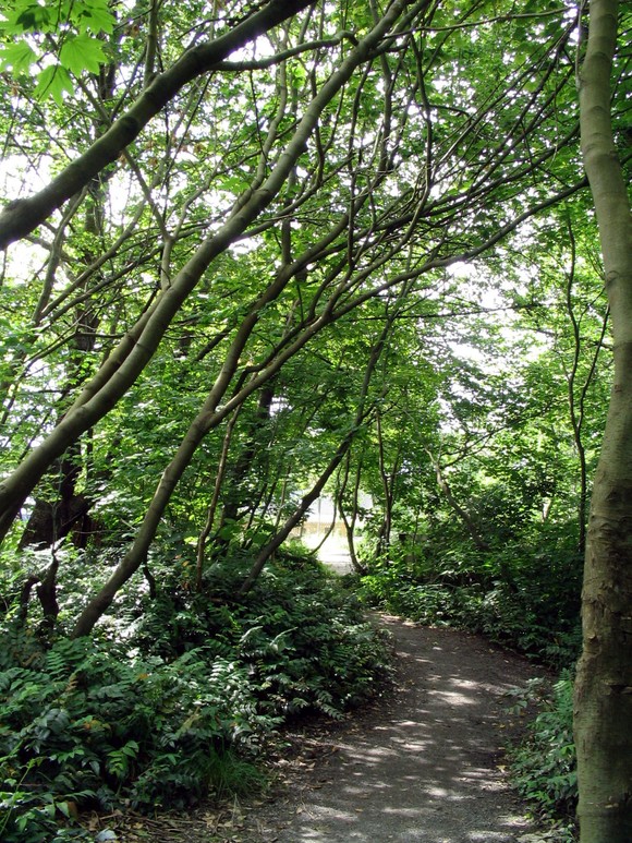A picture of the renfrew ravine
